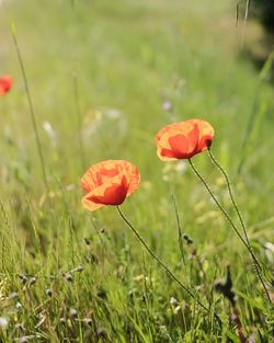 Close-up of poppy blooming on field