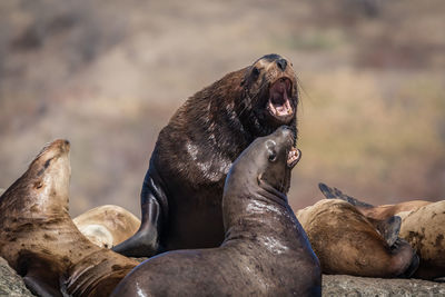 Group of sea lions on rock at sea