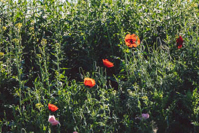 Close-up of red poppy flowers growing on field