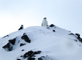 Chinstrap penguins on rocky snowy peak in antarctica