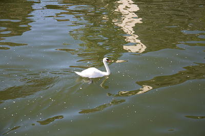 High angle view of birds swimming in lake