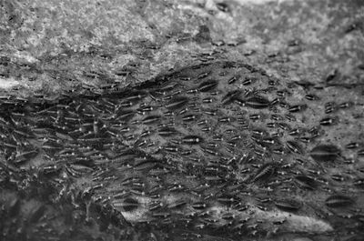 Full frame shot of raindrops on land