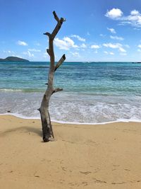 Dead tree on beach against sky