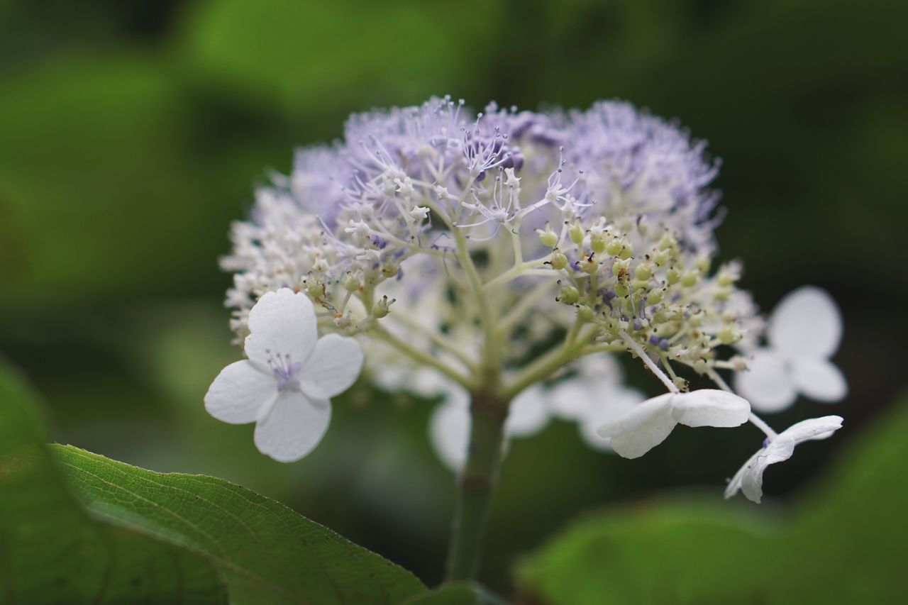 flower, flowering plant, plant, vulnerability, fragility, growth, beauty in nature, freshness, close-up, petal, white color, flower head, inflorescence, selective focus, focus on foreground, no people, plant part, nature, leaf, day, purple, pollen, softness