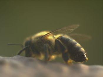 Close-up of bee