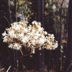 Close-up of flowers on tree