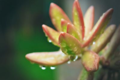 Macro shot of yellow flower