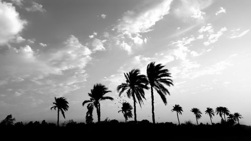 palm tree