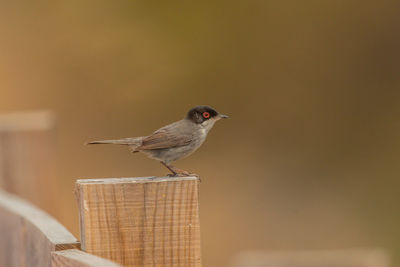 Bird perching on a railing