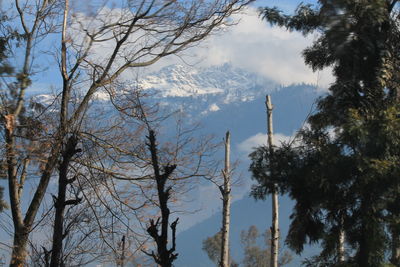 Low angle view of bare trees against blue sky