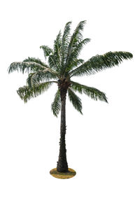Close-up of palm tree against white background
