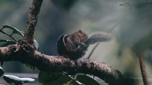 Low angle view of owl perching on branch