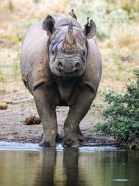 Portrait of elephant drinking water