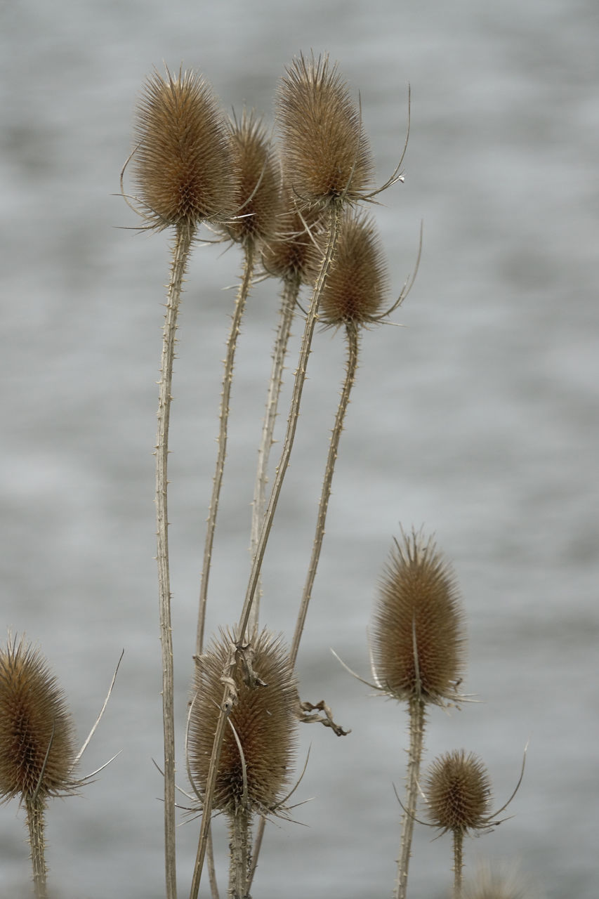 plant, nature, beauty in nature, grass, flower, focus on foreground, no people, plant stem, growth, close-up, thistle, day, tranquility, macro photography, thorns, spines, and prickles, flowering plant, outdoors, land, field, frost, dry, freshness, fragility, seed, dried plant, winter, desert