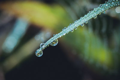 Close-up of frozen water drop on plant