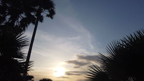Low angle view of palm trees against sky during sunset