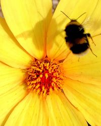 Close-up of yellow flower