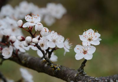 Close-up of white cherry blossom tree