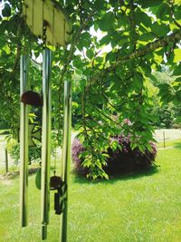 Plants and trees in lawn