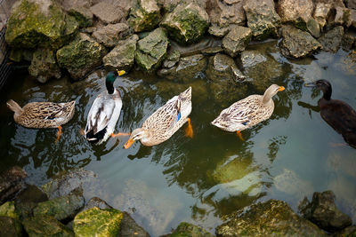 Ducks in a lake