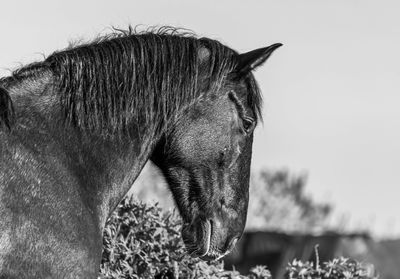 Close-up of a horse