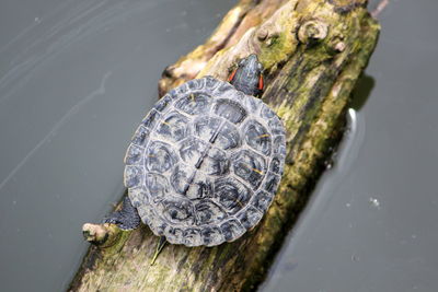 Close-up of a turtle in the lake