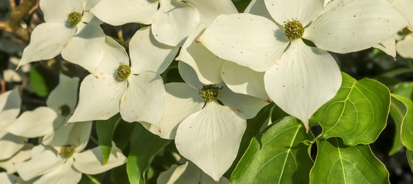 Close-up of white flowering plant