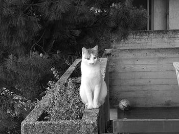 Portrait of cat sitting outdoors