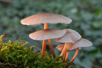 Close-up of mushroom growing on field