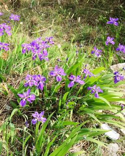 Close-up of purple flowers