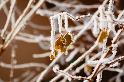 Close-up of frozen plant