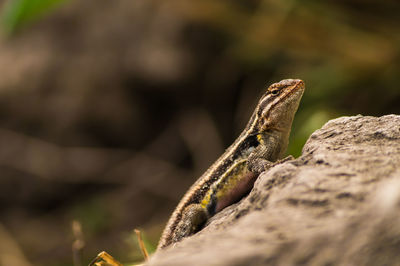 Close-up of lizard on rock