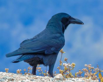 Bird perching on a rock