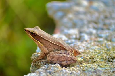 Close-up of frog on rock