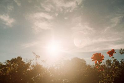 Close-up of cosmos flowers blooming against sky
