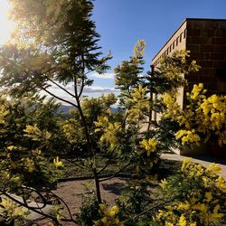 Plants and trees by building against clear sky