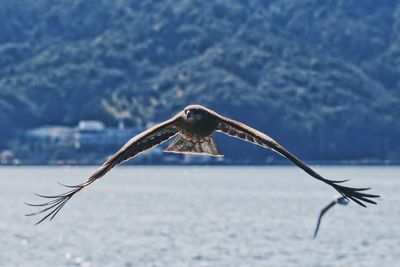 Hawk flying over sea