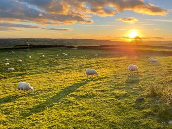 View of sheep on field during sunset
