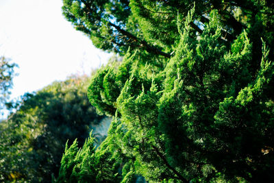 Low angle view of moss growing on tree in forest