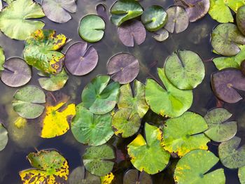 High angle view of leaves floating on pond