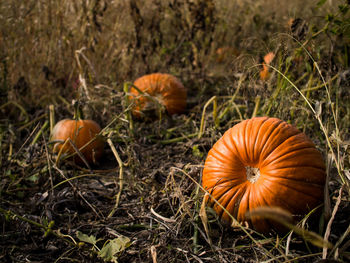 High angle view of pumpkins on field