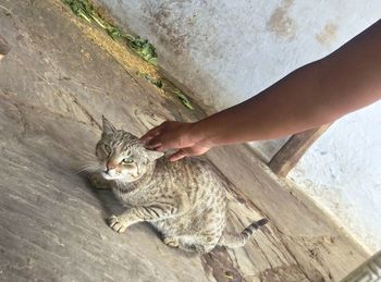 High angle view of hand with cat