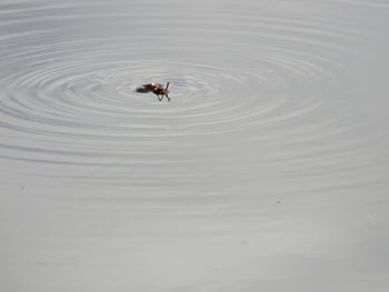 High angle view of duck swimming in lake