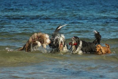 Dogs walking in water at shore