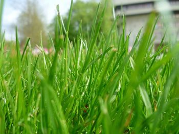 Close-up of grass on field