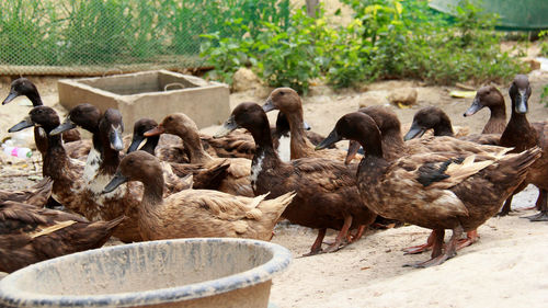 Flock of birds in a farm