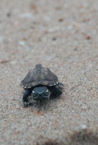 High angle view of a shell on sand