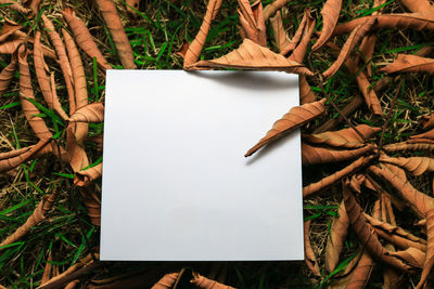 High angle view of paper amidst dried leaves