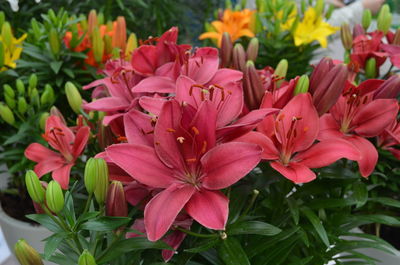 Close-up of pink flowering plants