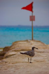 Bird on rock at sea shore by red flag against sky